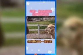 吃瓜娱乐周边,揭秘吃瓜娱乐周边的趣味世界